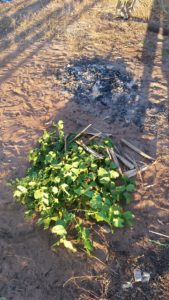 Bloodwood leaves for smoking