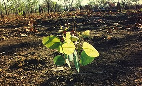 germination-after-bushfire