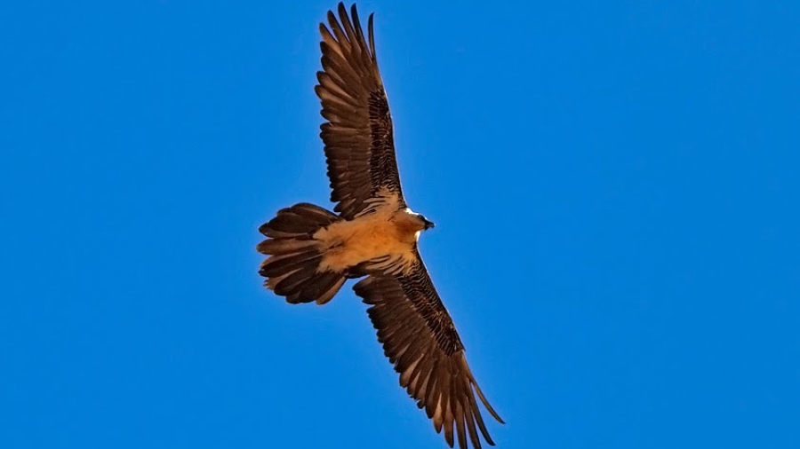 kite