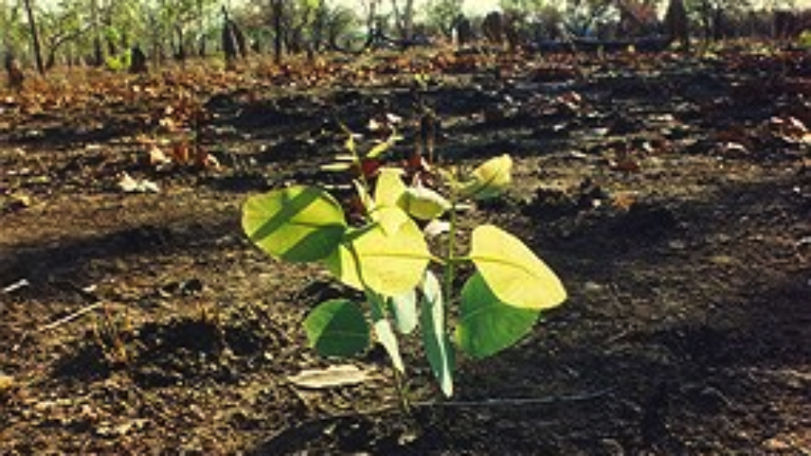 germination-after-bushfire