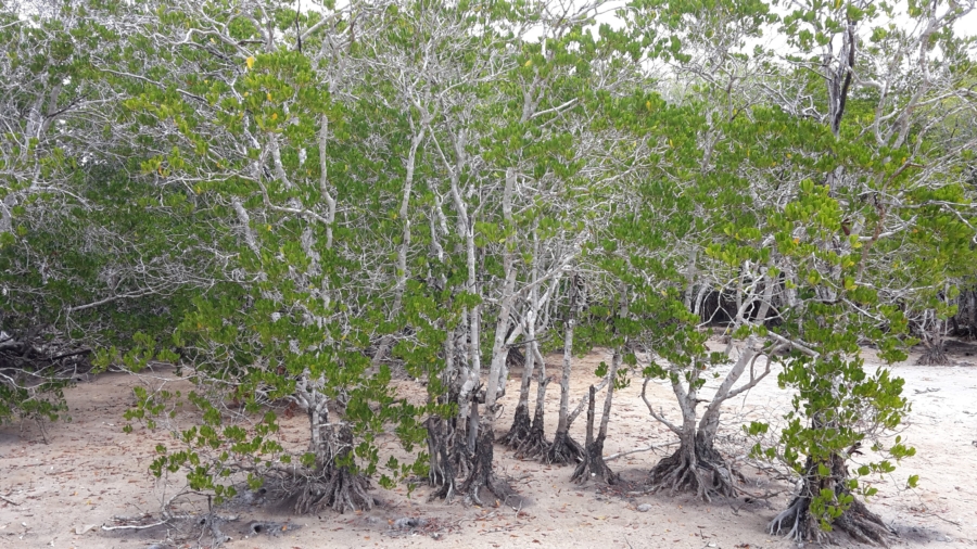 Just some of the beautiful trees that spoke to Anne around the community and on homelands.