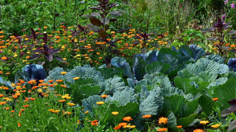 herb garden