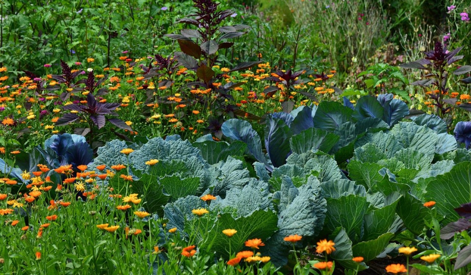 herb garden