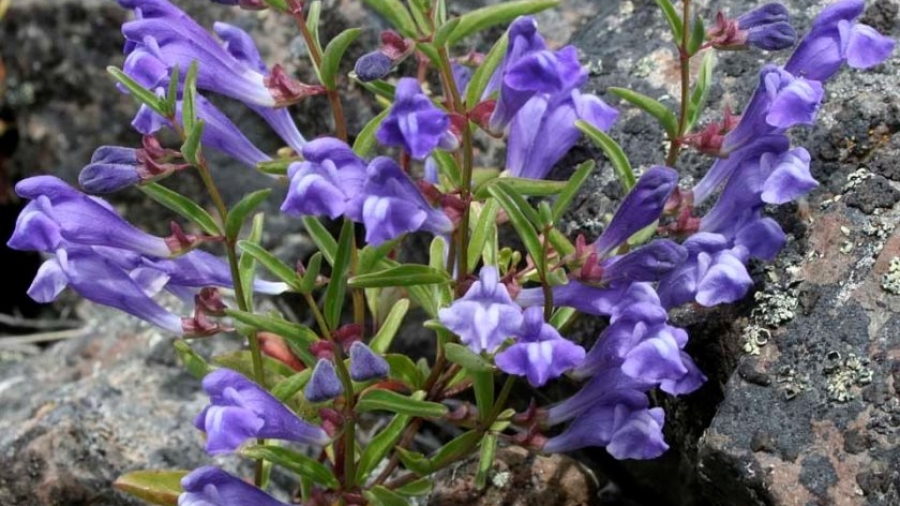 American-Skullcap