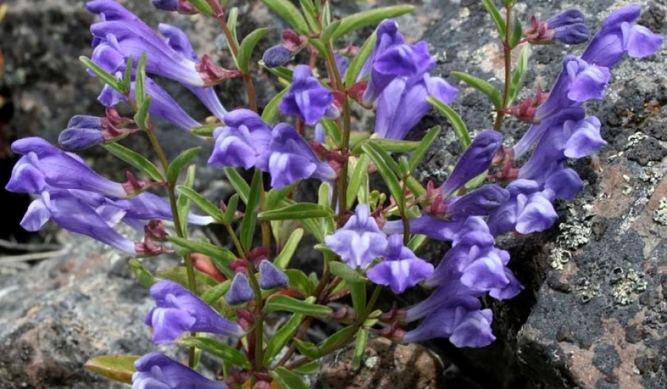 American-Skullcap