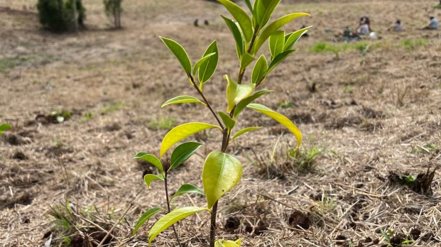 tree planting with reforest now