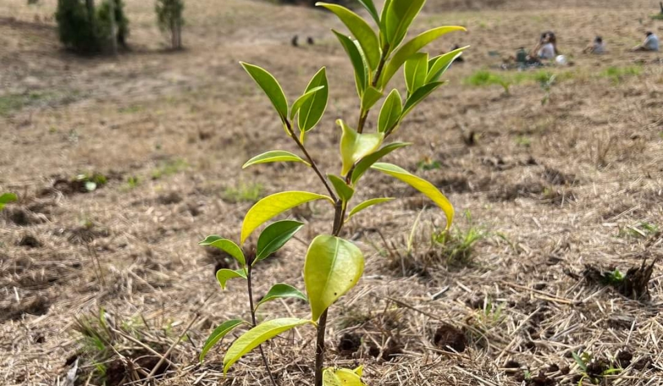 tree planting with reforest now