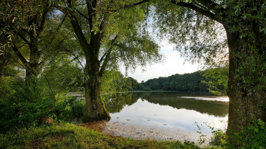 tree-3140092_1280